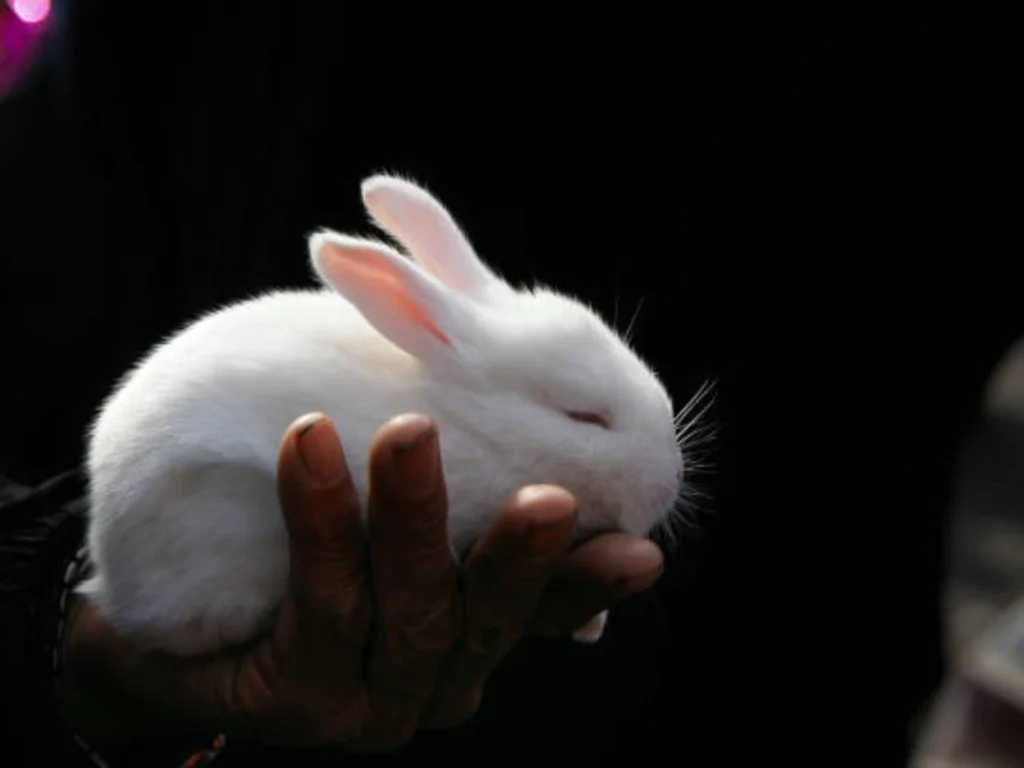 Rabbit Handling