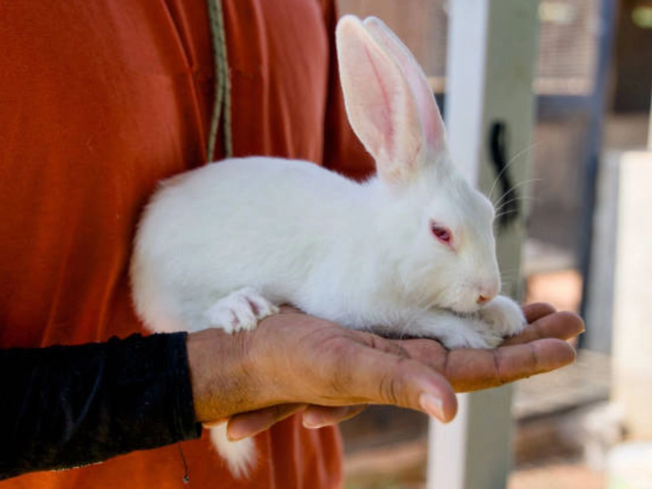 Rabbit Handling: Tips for Gentle Care