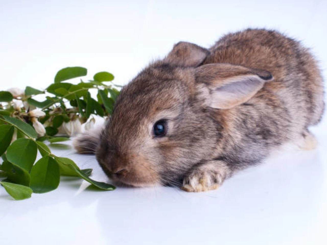 Rabbit Scent Gland Infection Signs & Solutions