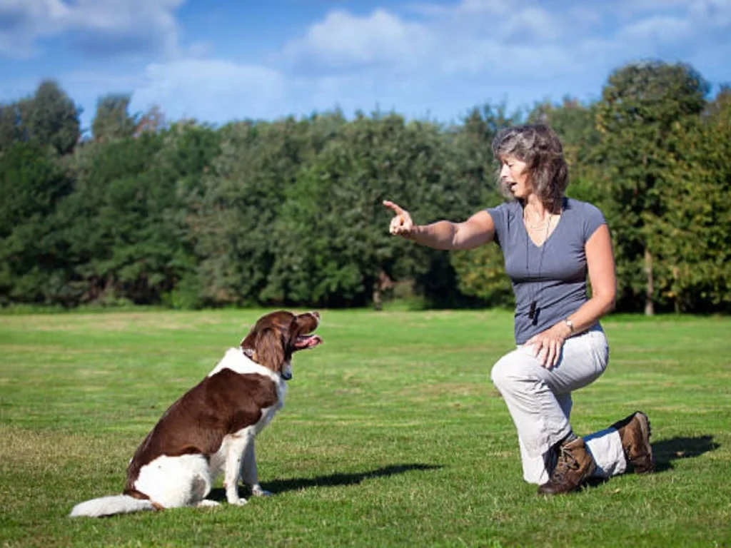 Schutzhund Commands