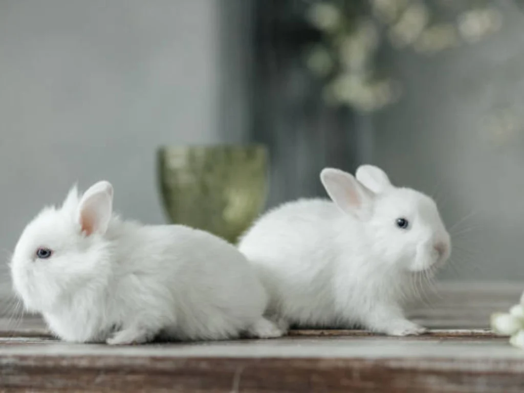 Small Rabbit Breeds for Pets