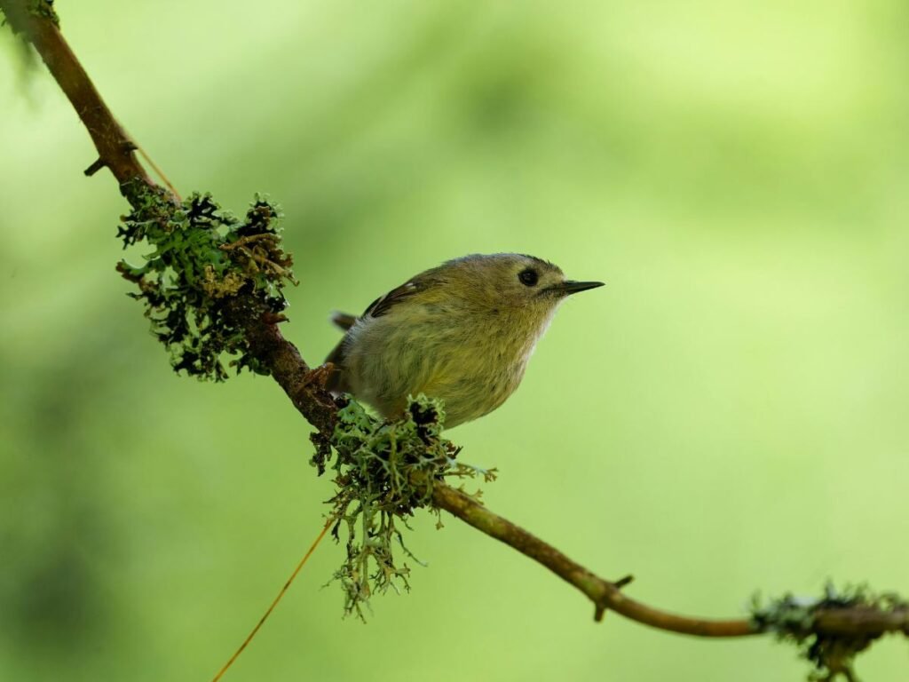 Small Songbird