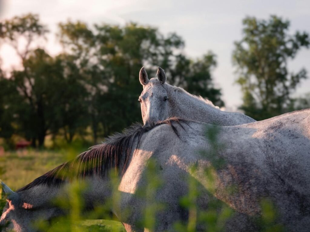 Symptoms of Too Much Protein in Horses Diet: Spot the Signs!