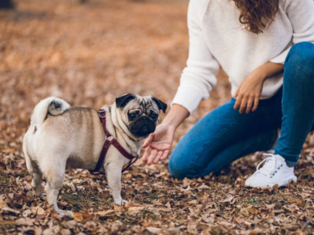 Training small dogs