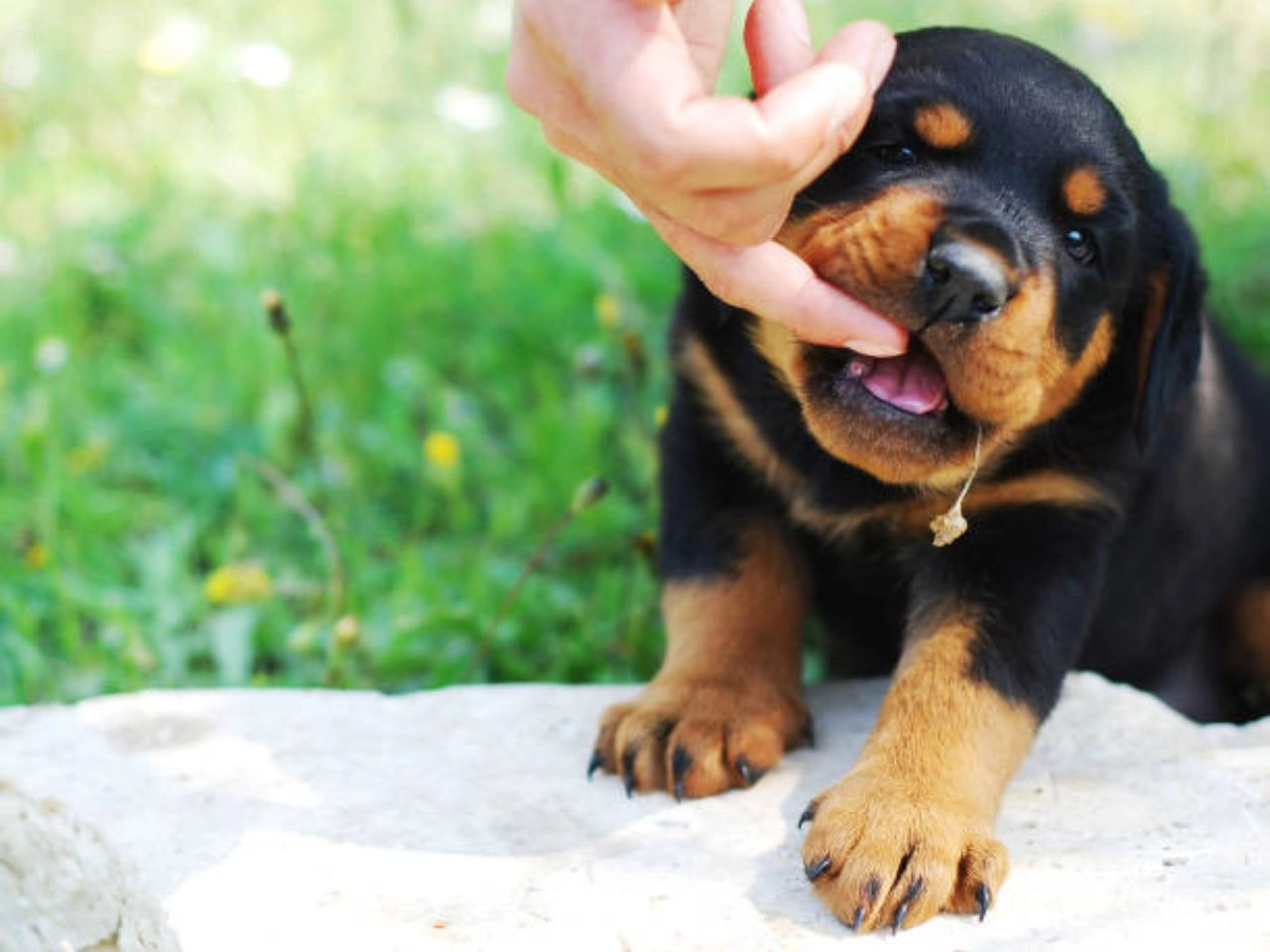 What Dog Breeds Don't Have Dewclaws