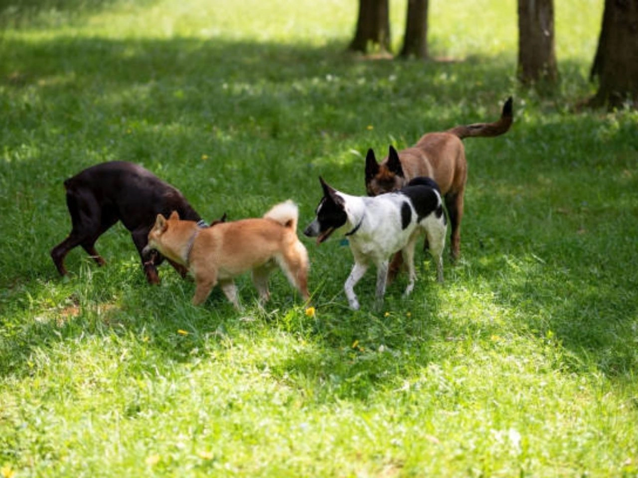 What is Line Breeding in Dogs