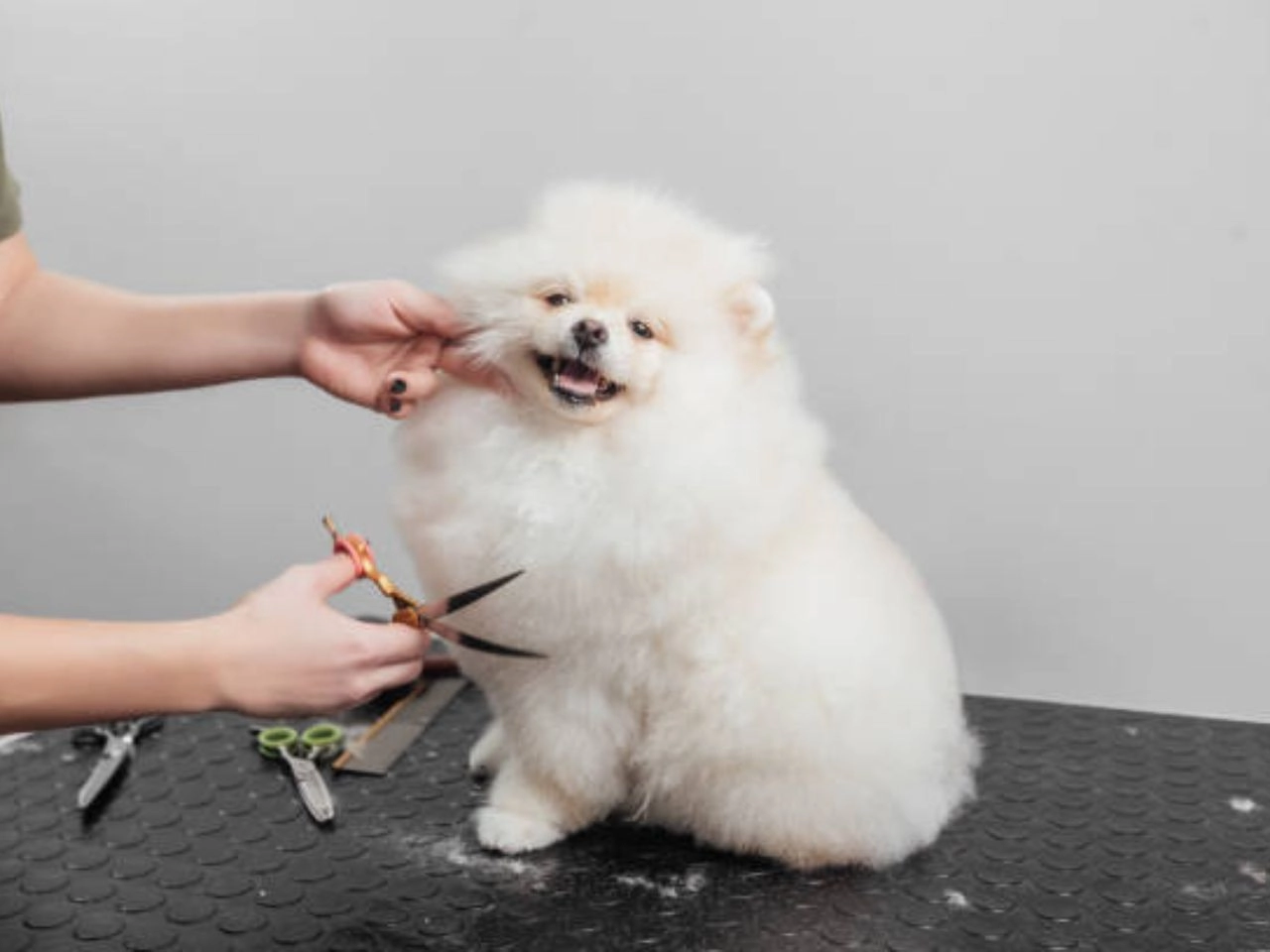 What the Fluff Dog Grooming