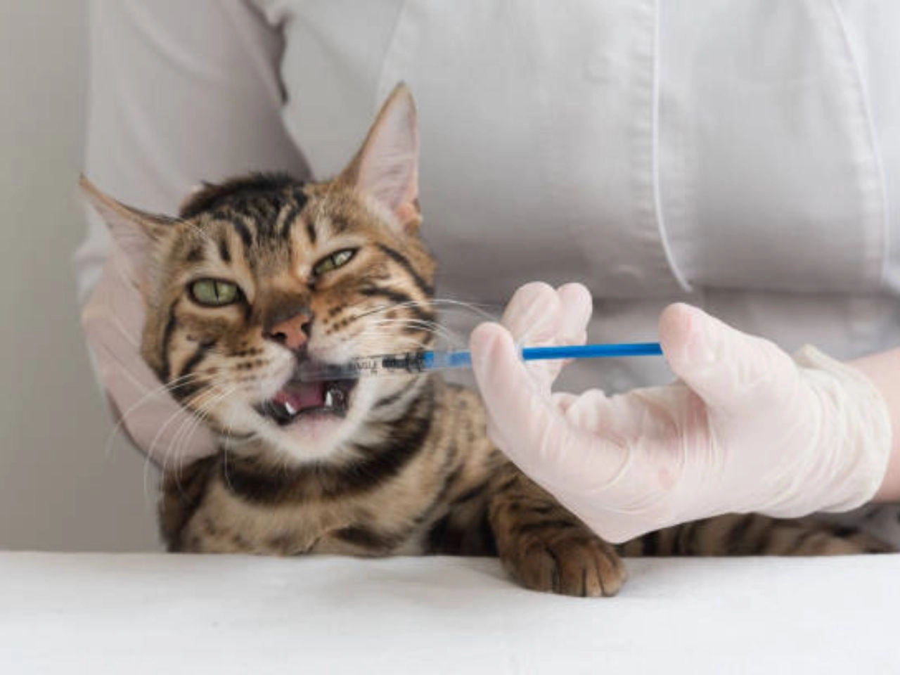 What to Feed a Cat With Stomatitis