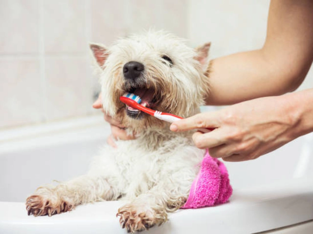 When Should My Dog Have His First Teeth Cleaning