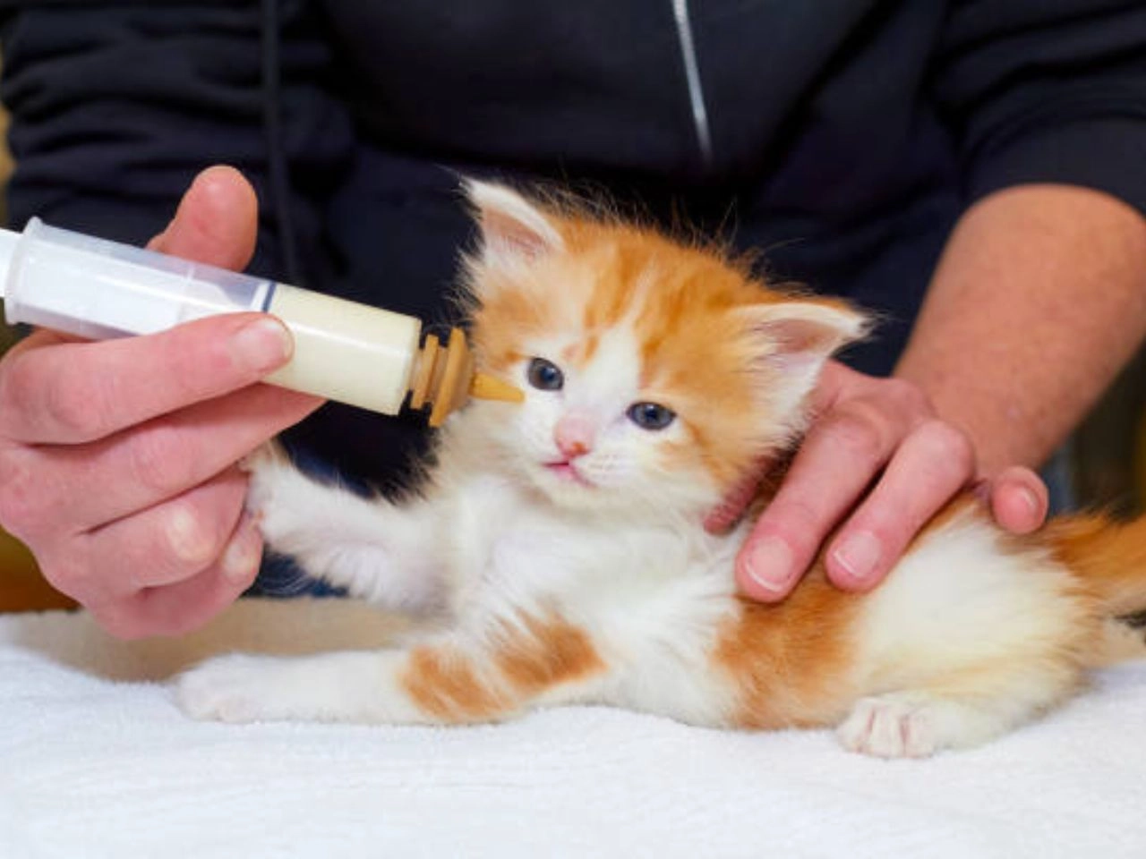 When and How to Syringe Feed a Cat