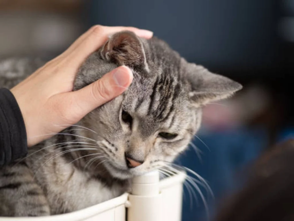 cat to gulp while purring