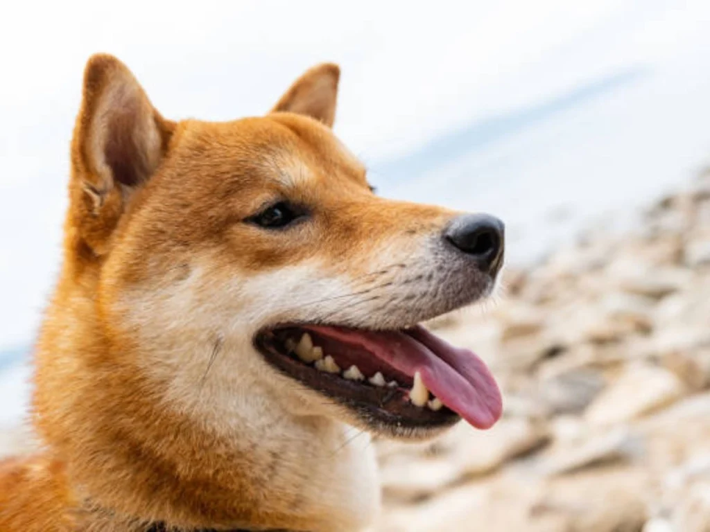 dog enjoys healthy teeth