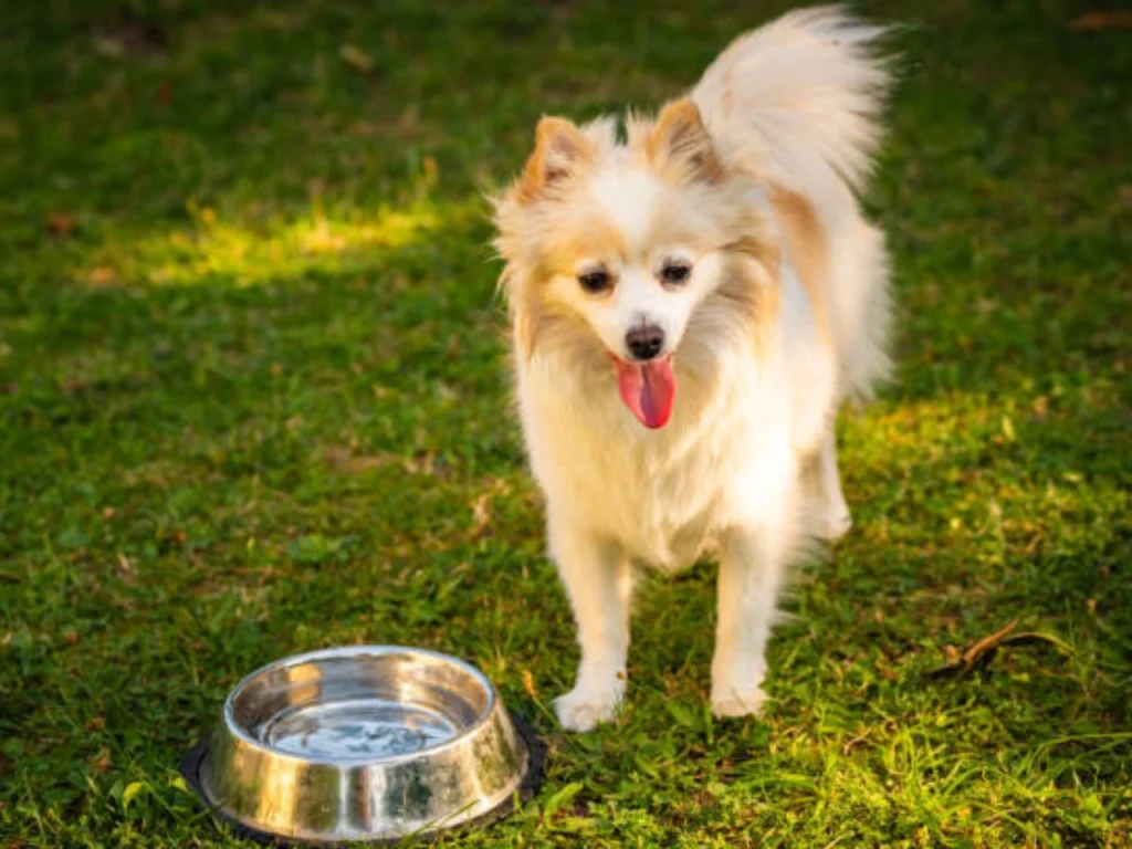 dog food stands