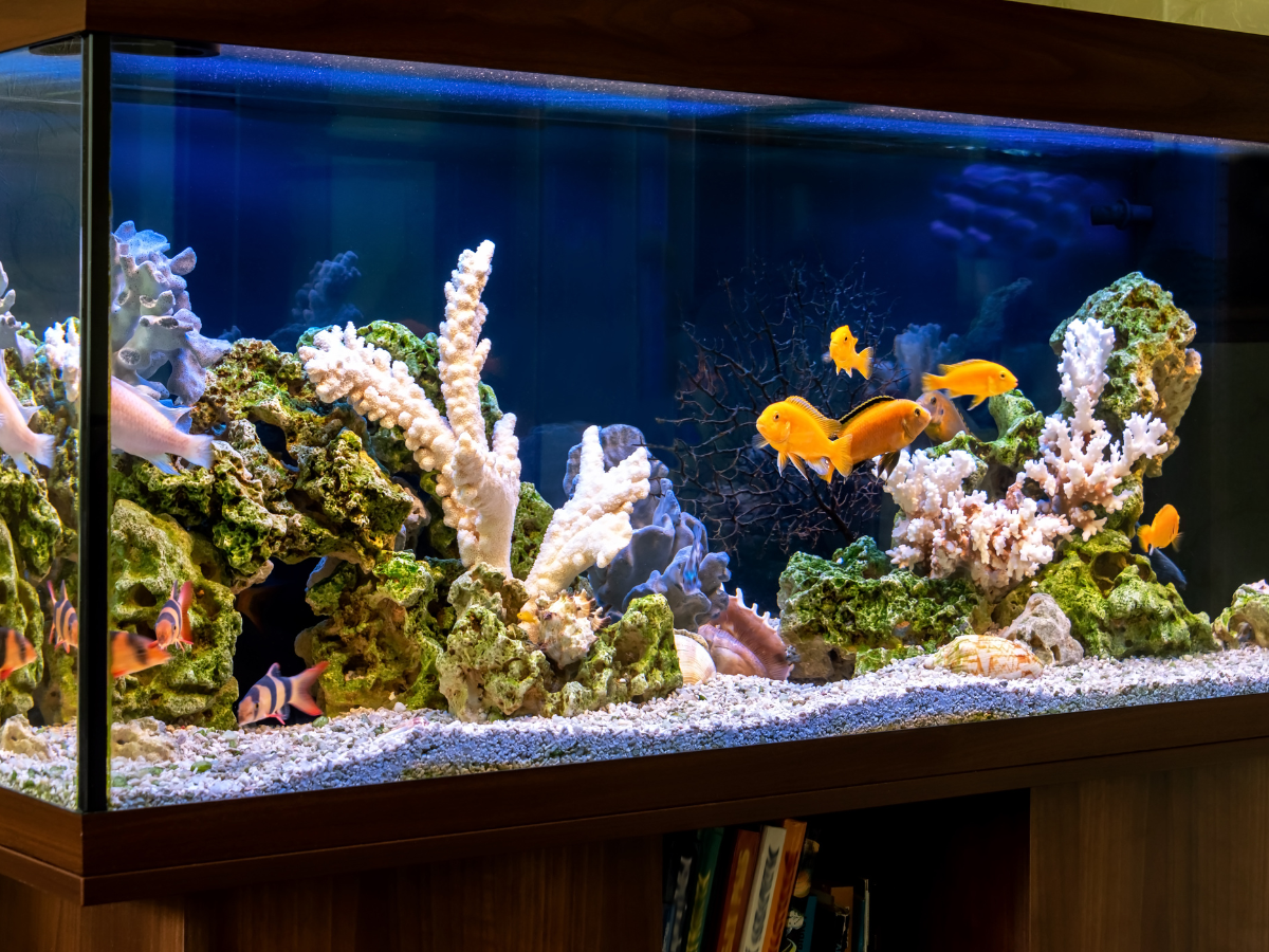 fish Aquariums