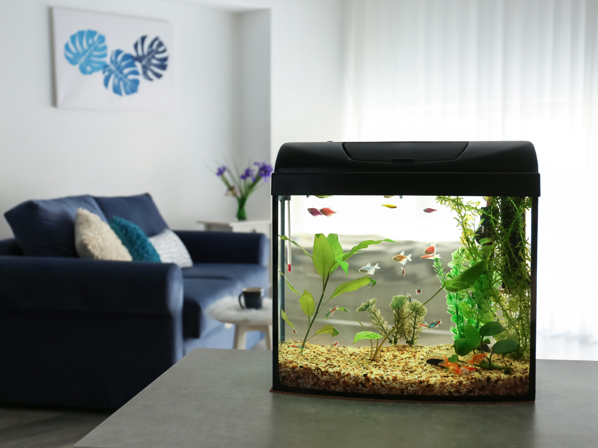 fish Aquariums