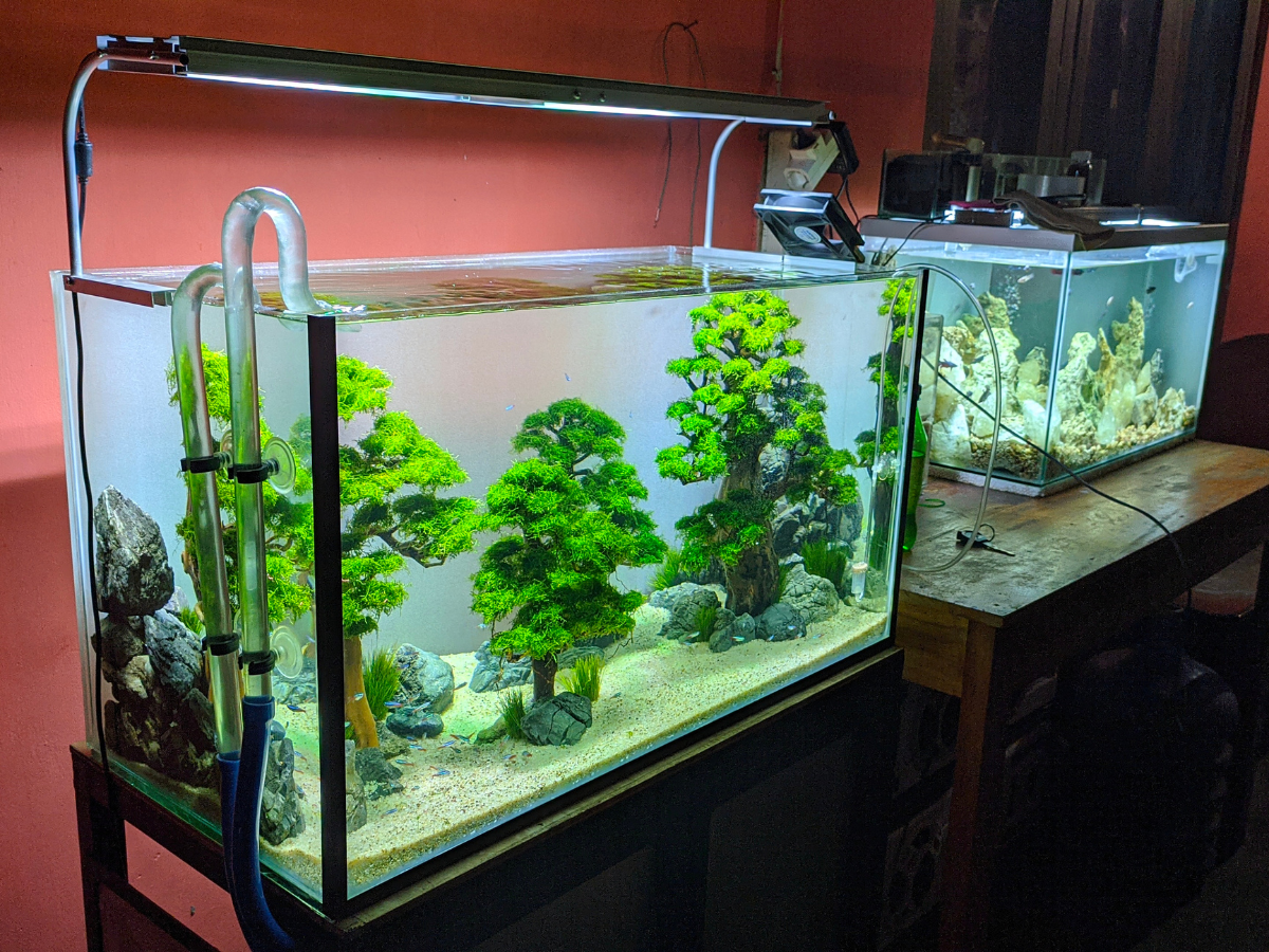 fish Aquariums