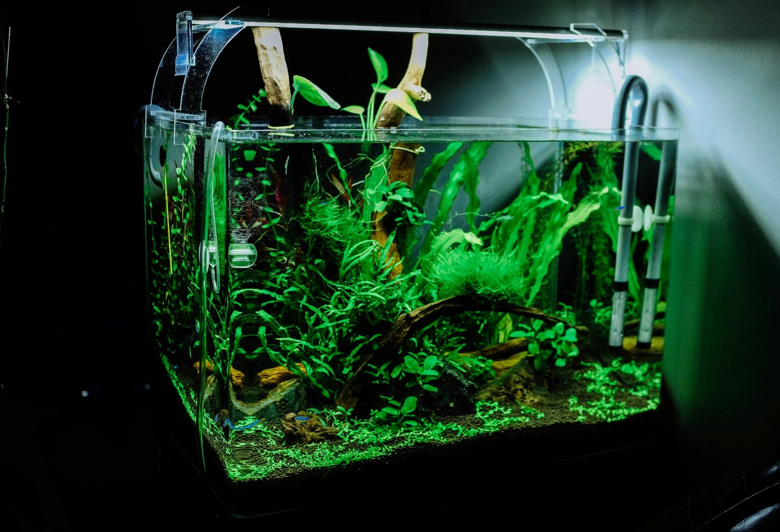 Fish And Aquariums