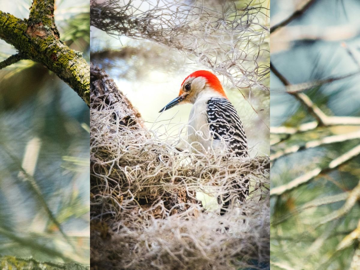 how to catch a woodpecker