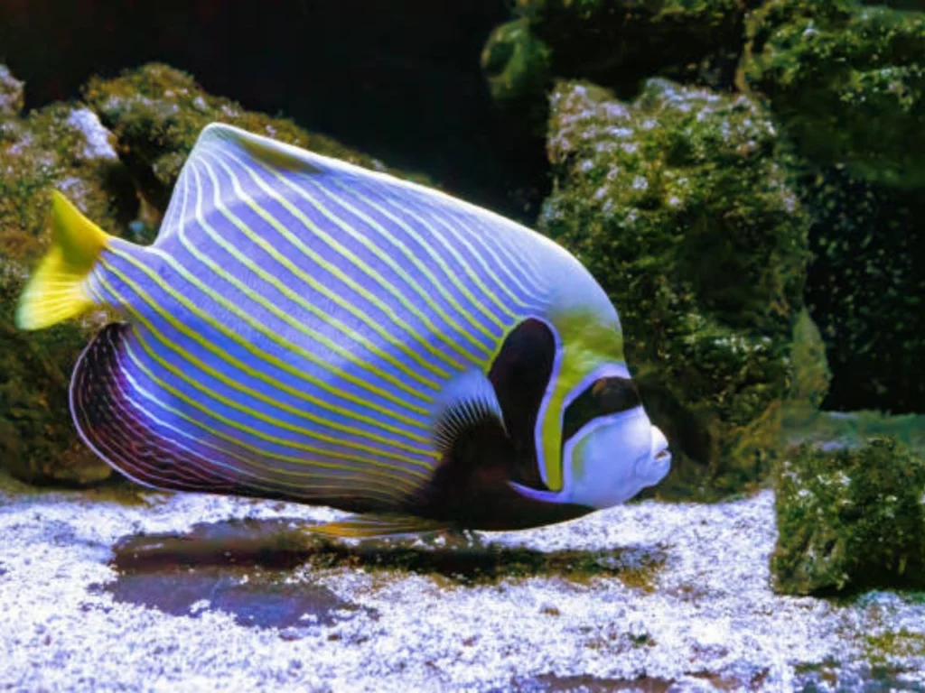 saltwater fish