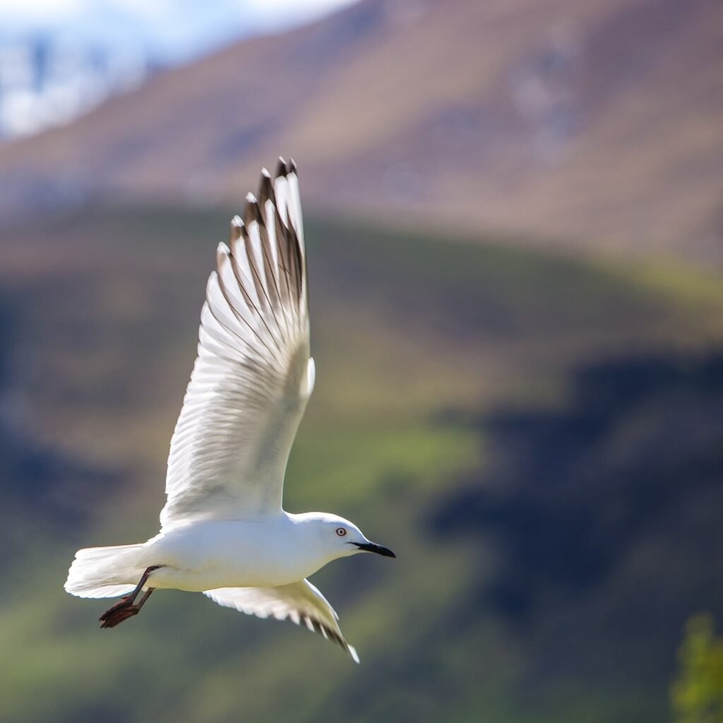 Bird Behavior After Wing Clipping