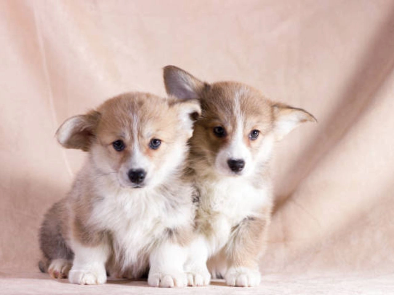 small floppy-eared dog breed: Top 10 Floppy Ear