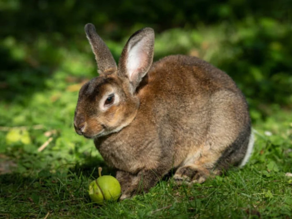 the life of Rex rabbits