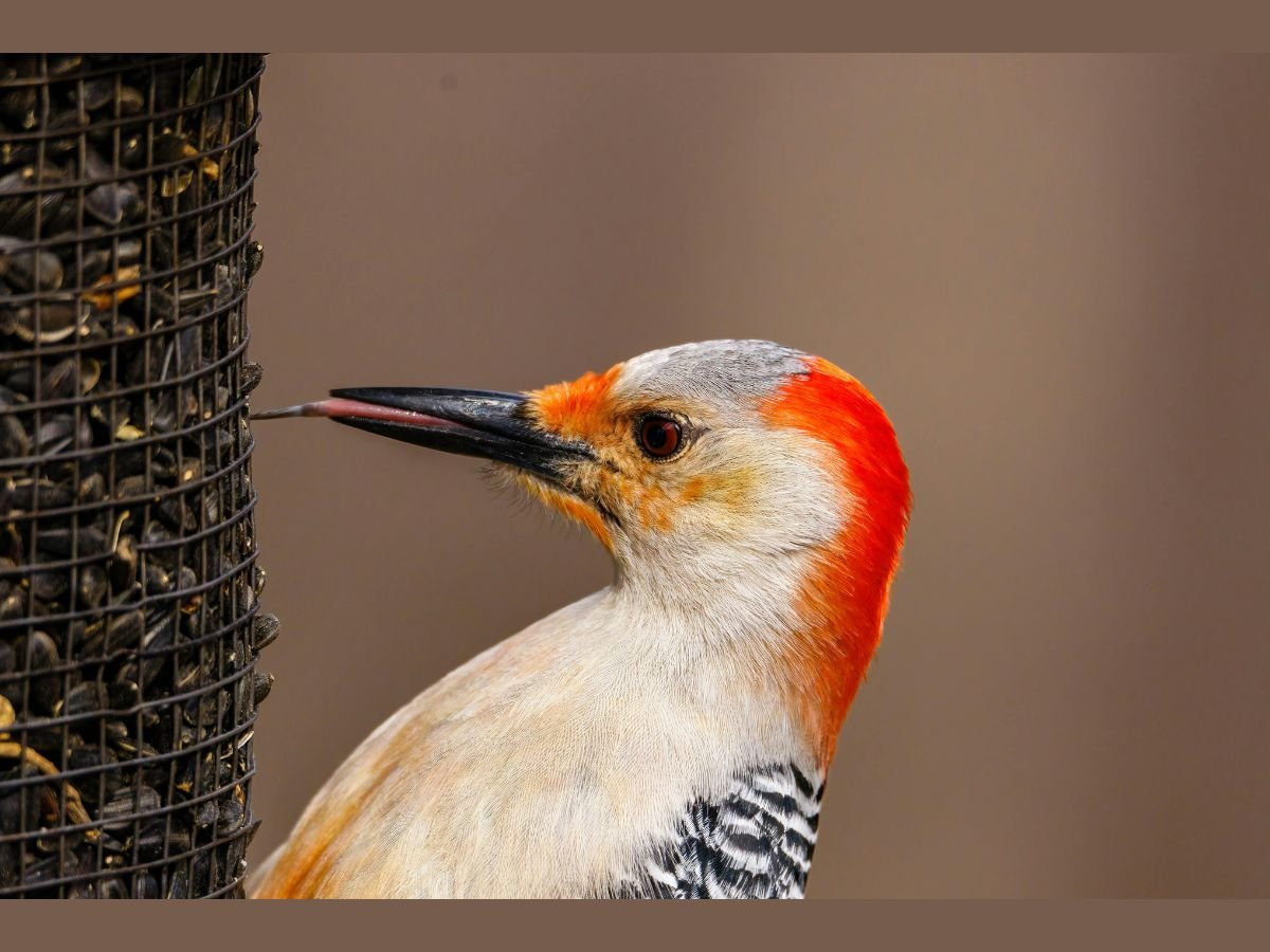 what do woodpeckers like to eat