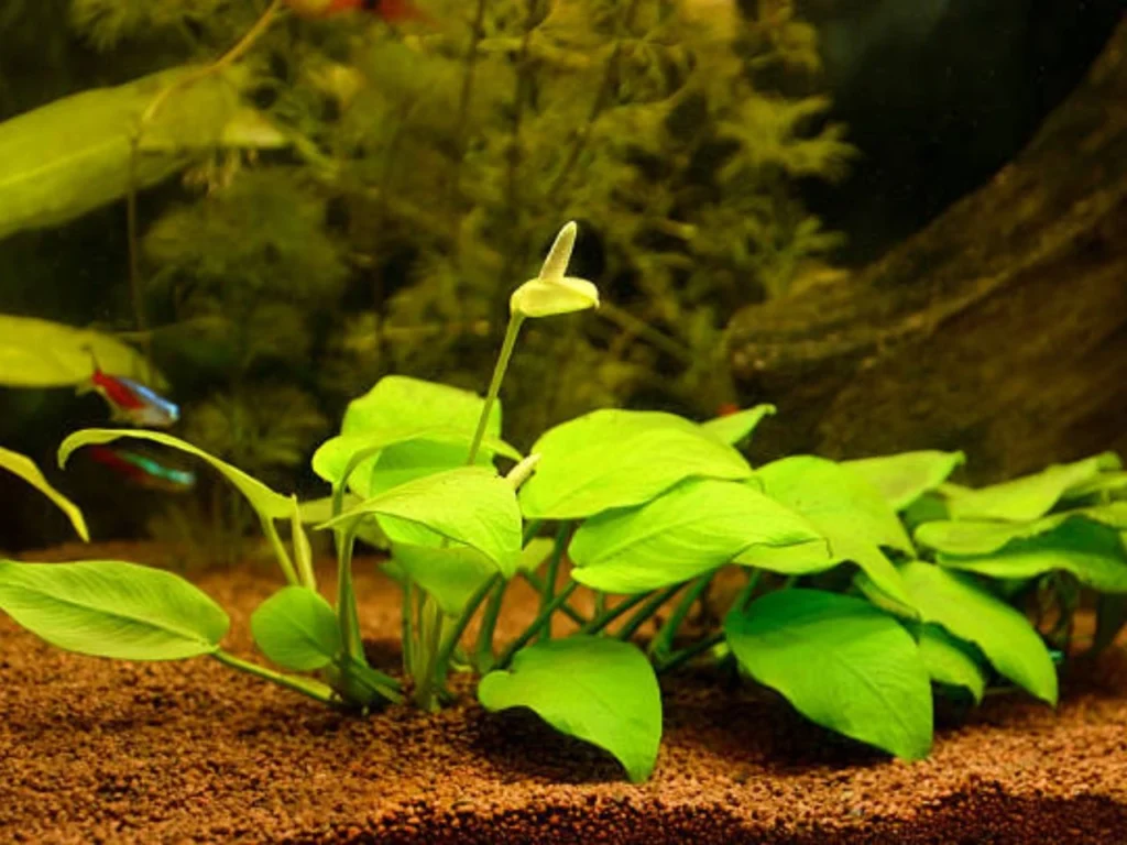 Adding brackish water plants