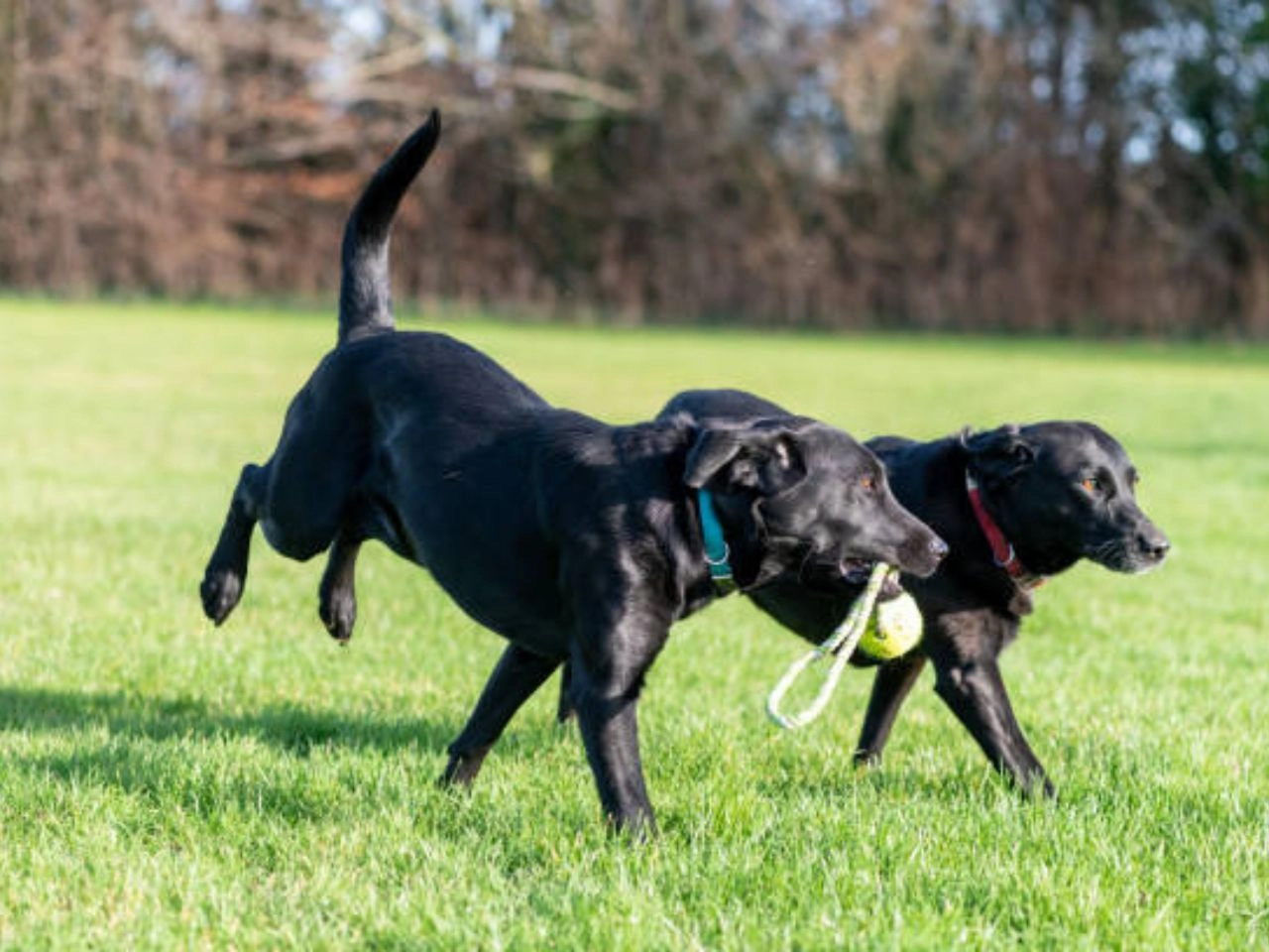 Alpha Puppy Training Master Your Dog's Behavior Now