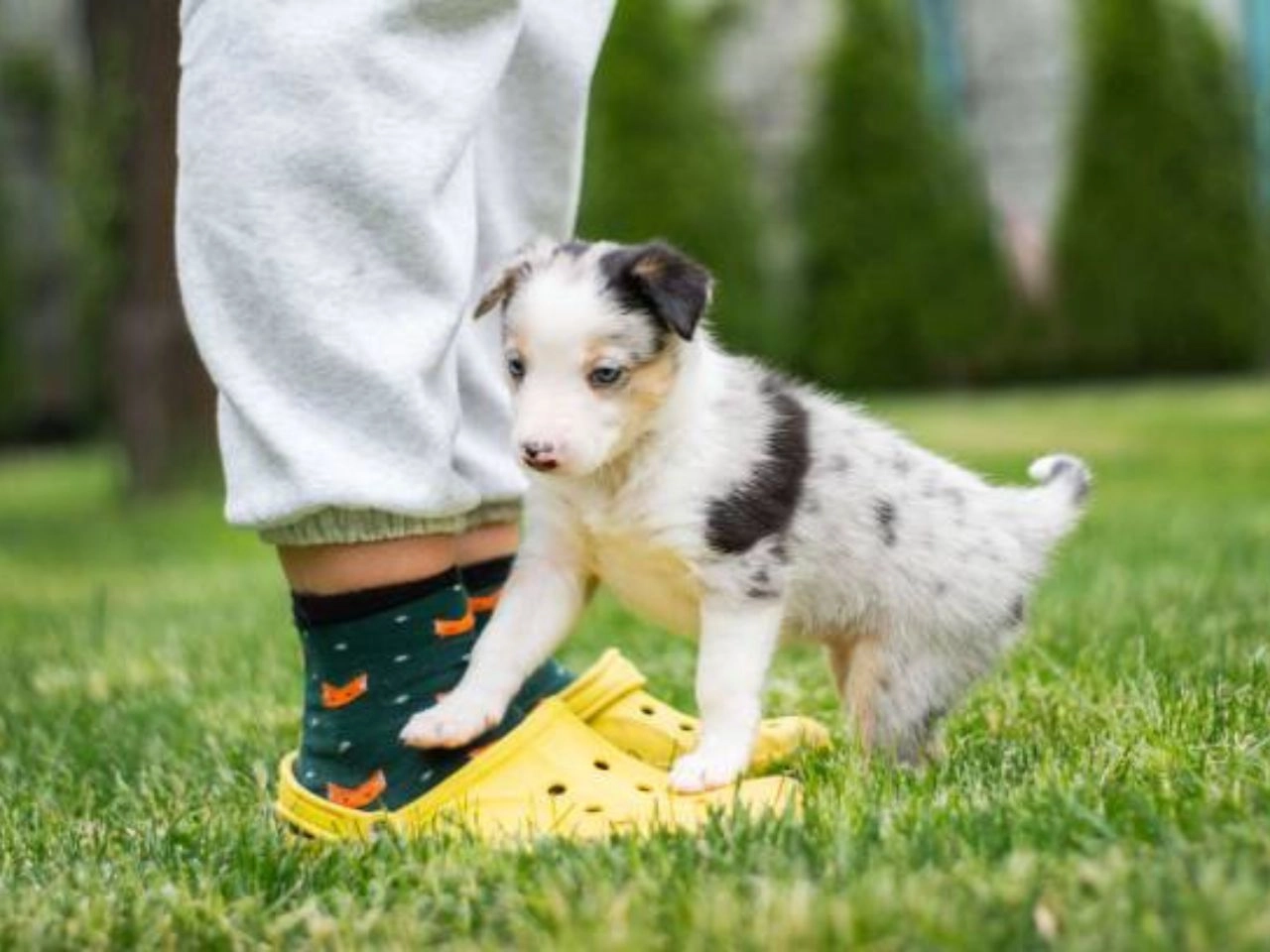 Are Australian Shepherds Born Without Tails