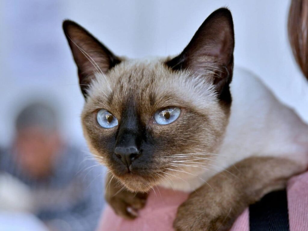 Are Siamese Cats Cross Eyed?