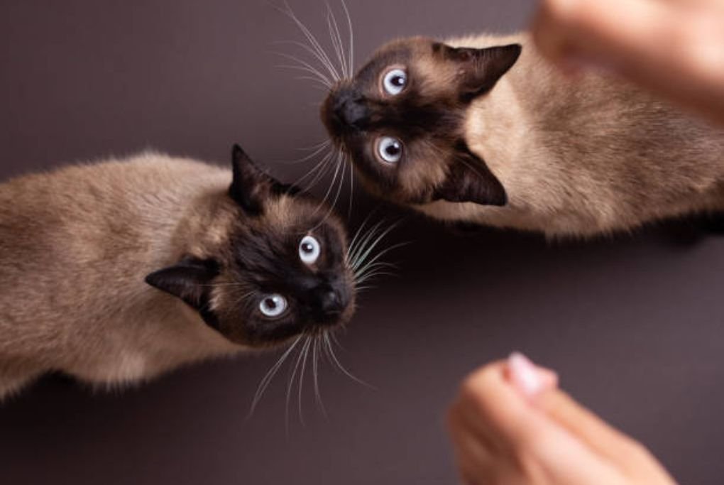 Are Siamese Cats Expensive