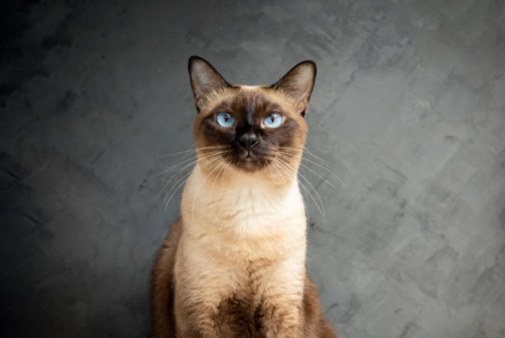 Are Siamese Cats Expensive