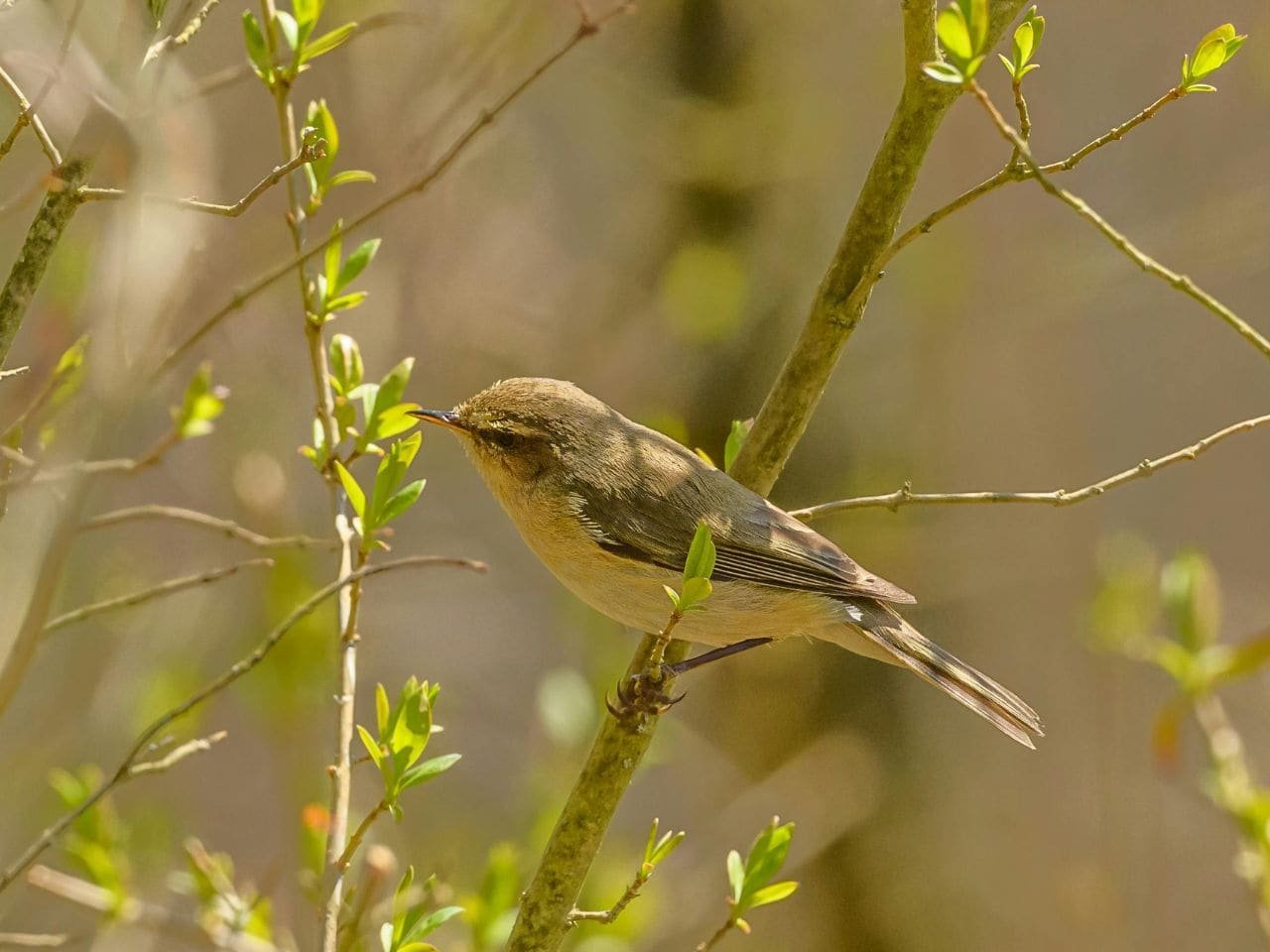 Arizona Warblers