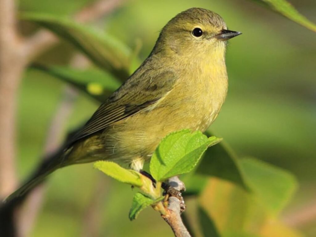 Arizona Warblers