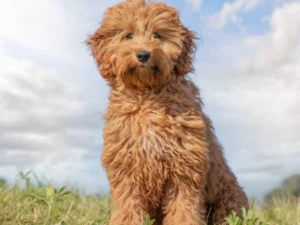 Australian Labradoodle