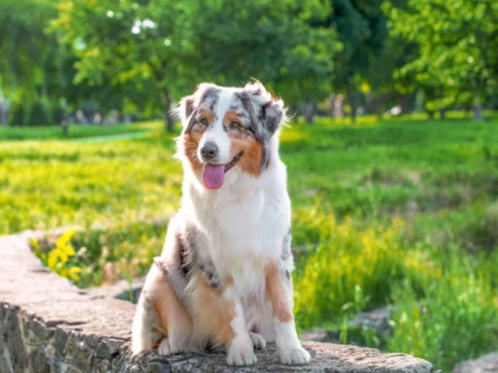 Australian Shepherds are very popular