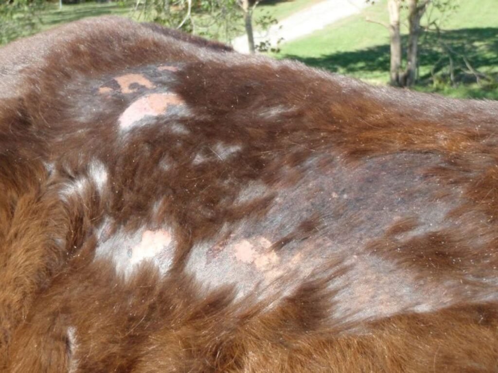 Bacterial Skin Infection in Horses