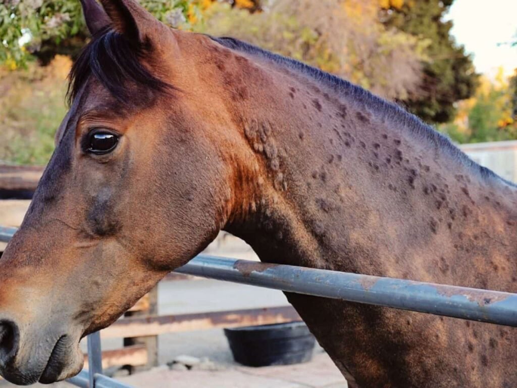 Bacterial Skin Infection in Horses