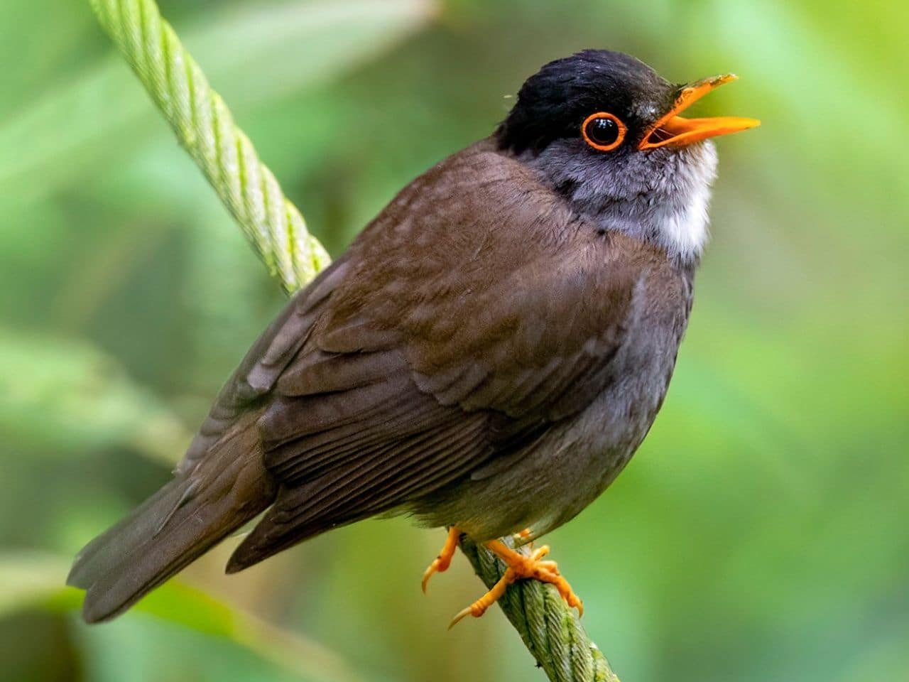 Black Headed Nightingale Thrush Bird