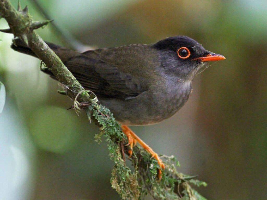 Black Headed Nightingale Thrush Bird