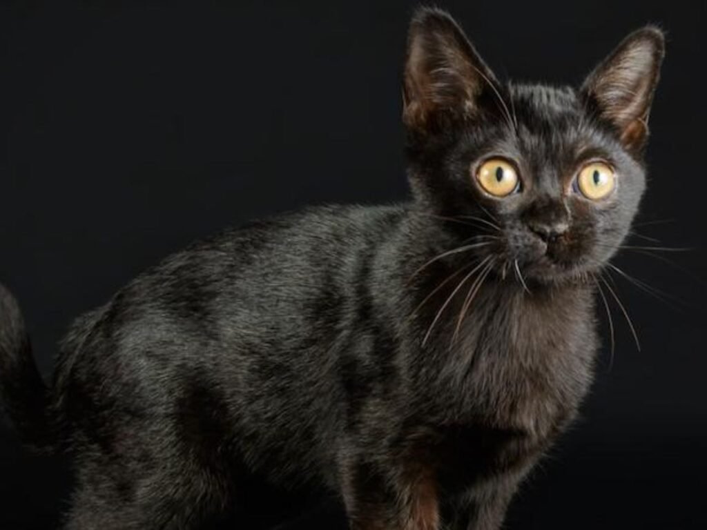 Bombay Cat Breeders