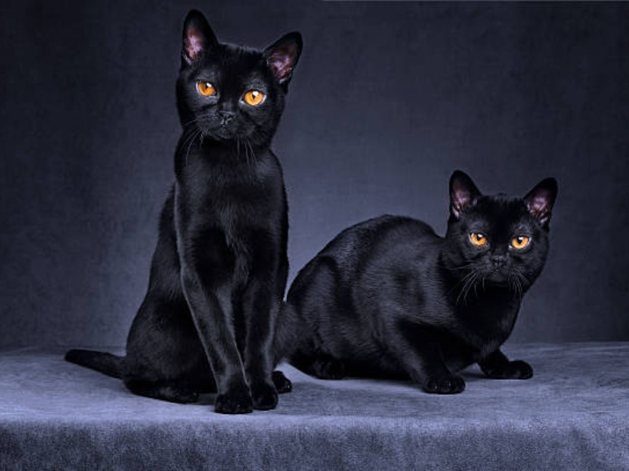 Bombay Cat Breeders