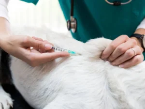 Bordetella vaccine is important for dogs