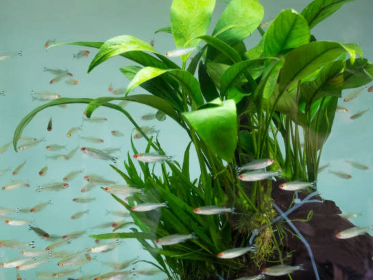 Brackish Water Plants for Aquarium