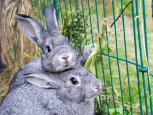 Breeding Giant Rabbits