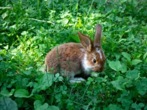 Breeding Wild Rabbits