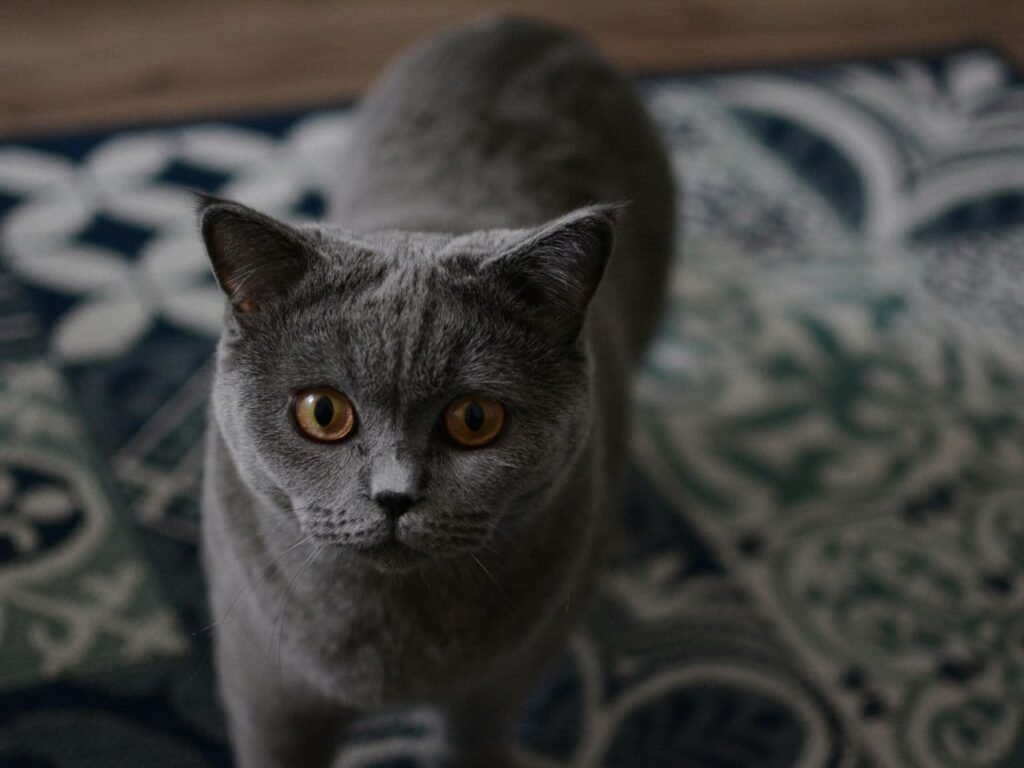 British Blue Cat Breeders