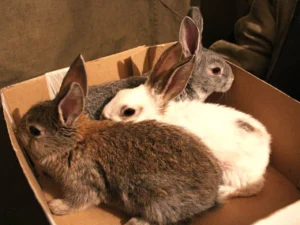 Can Rabbits Chew Cardboard