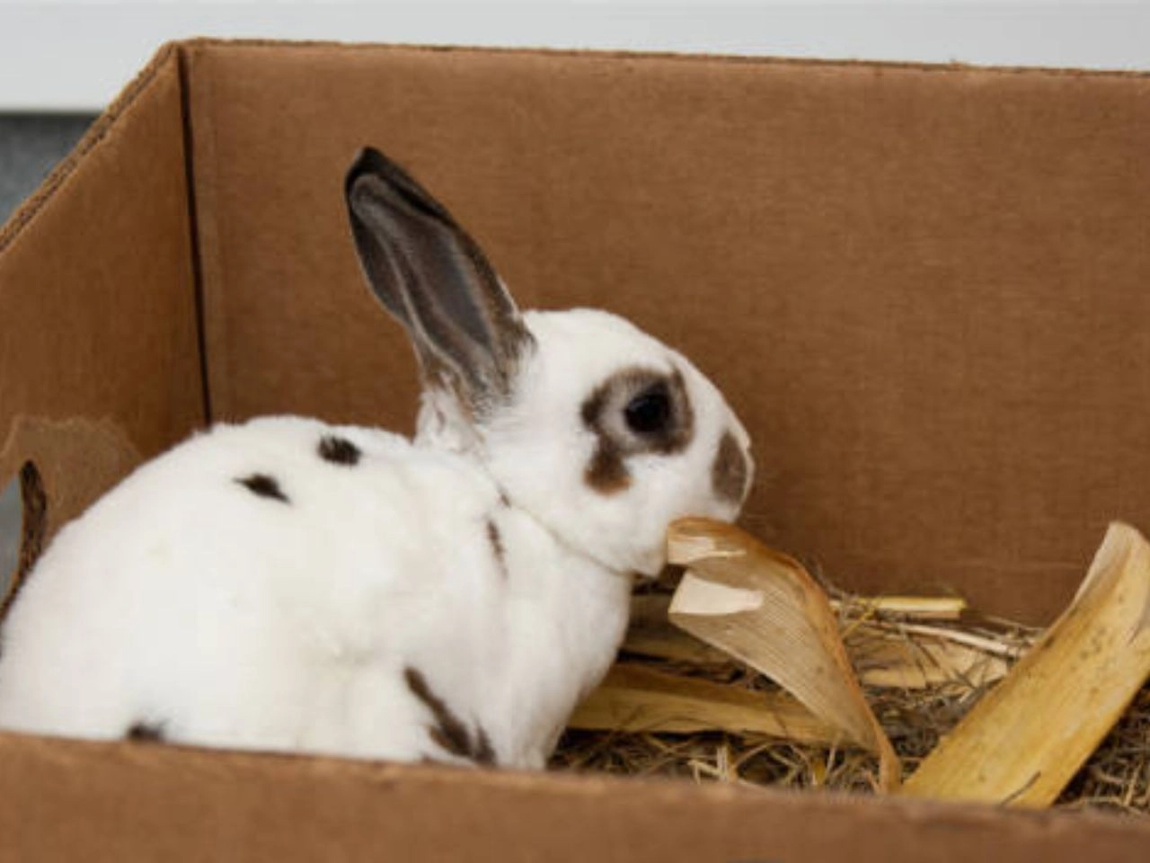 Can Rabbits Chew Cardboard? Safe Playtime Tips!